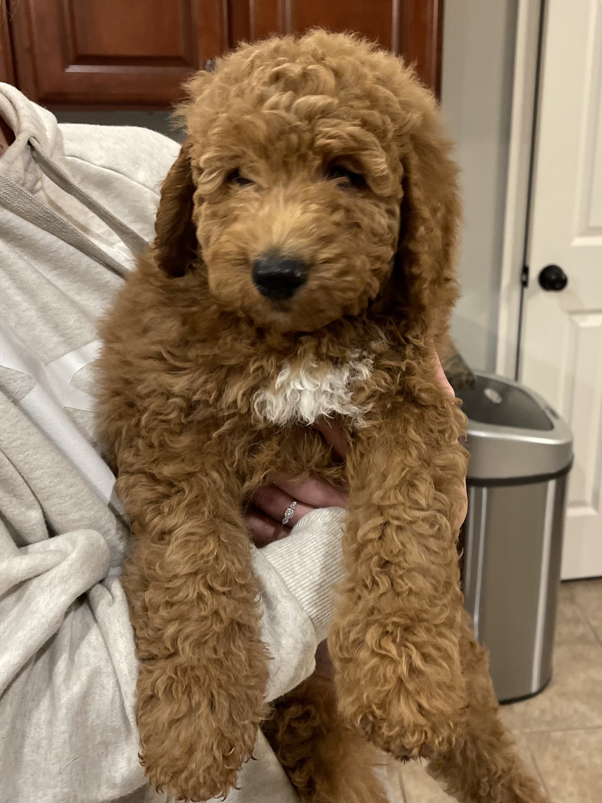Red Goldendoodle at its first birthday party with cake and banner