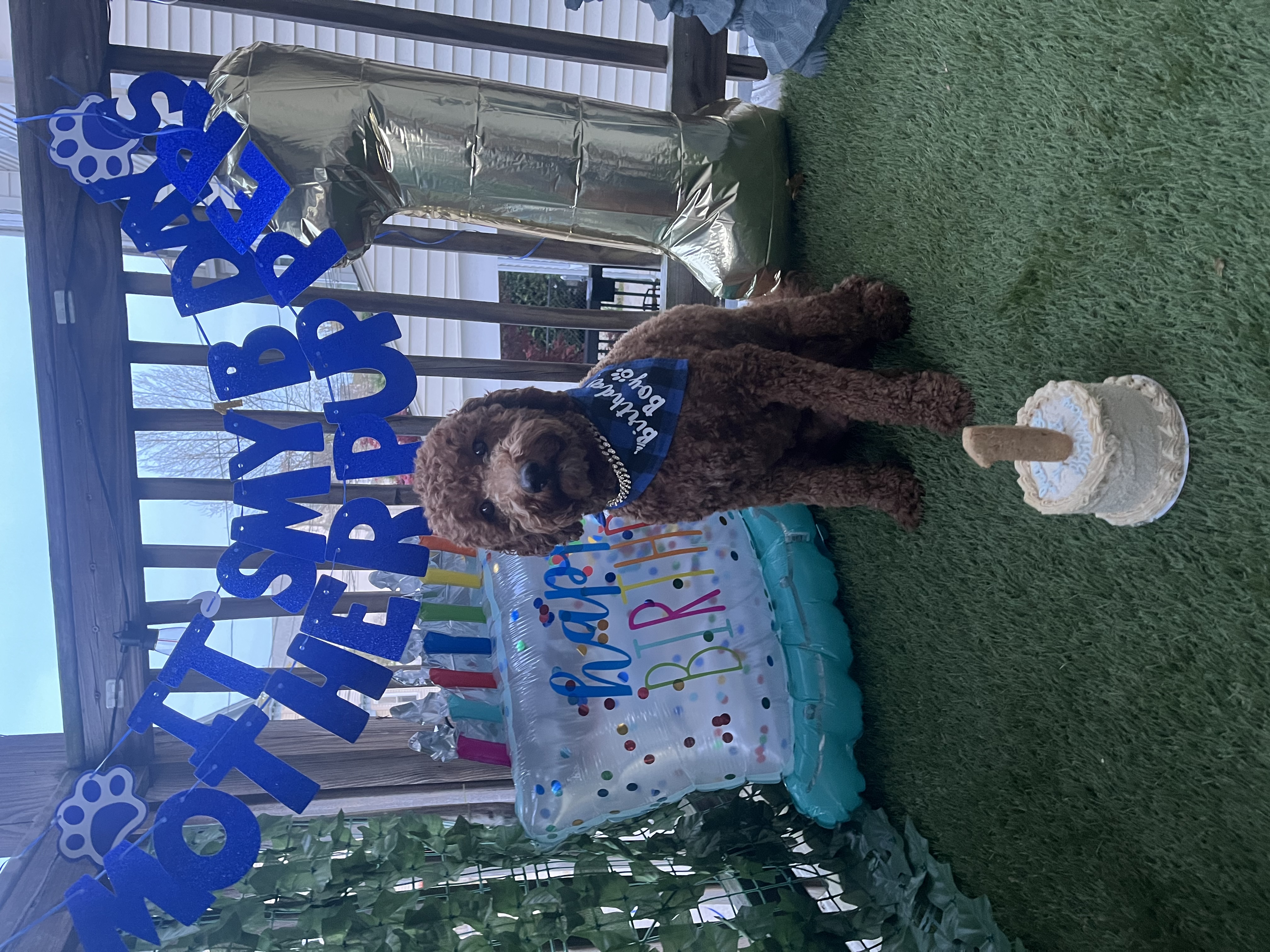 Red Goldendoodle wearing a birthday hat and smiling