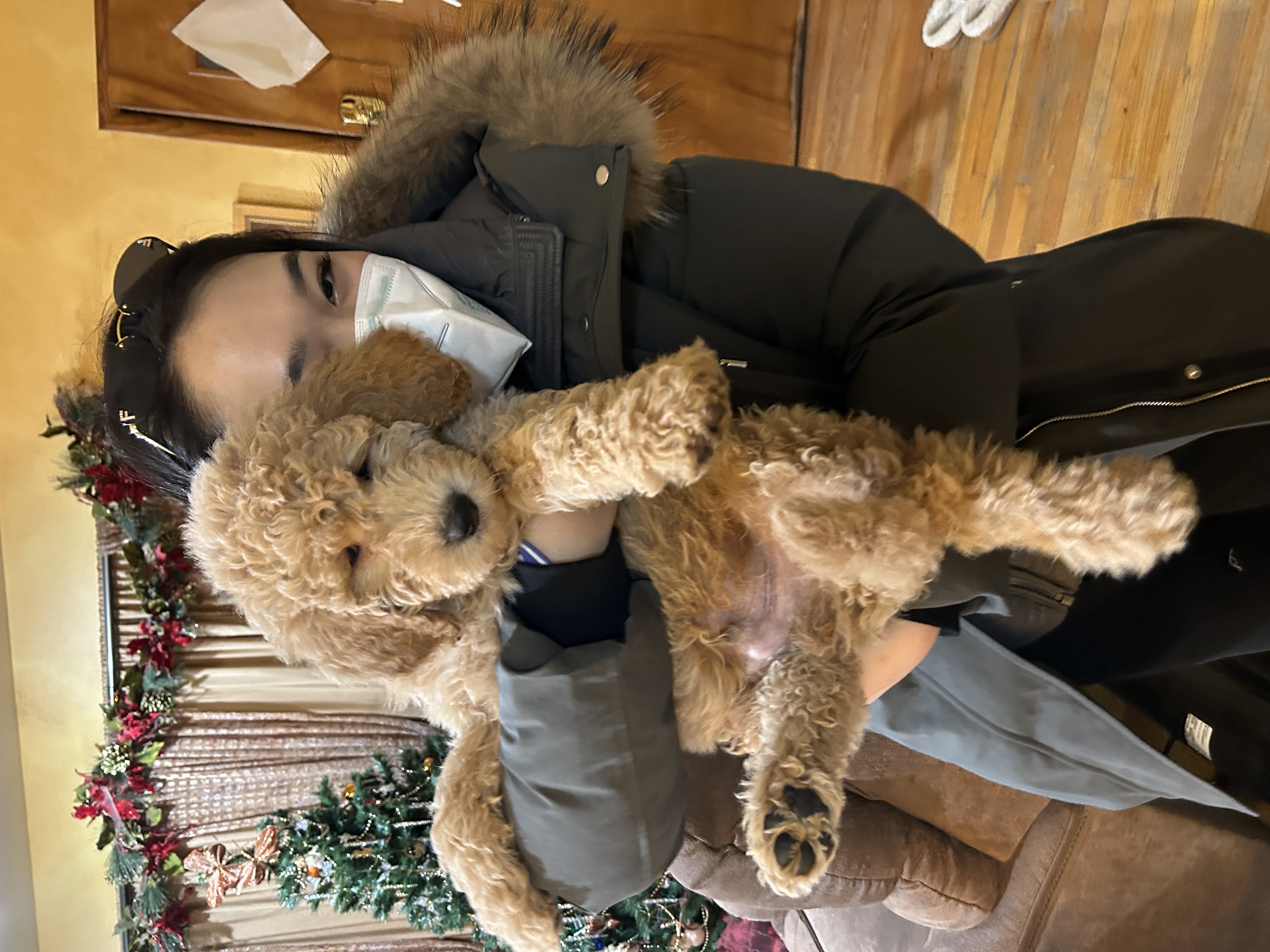 Apricot mini Goldendoodle puppy on a monogrammed blanket