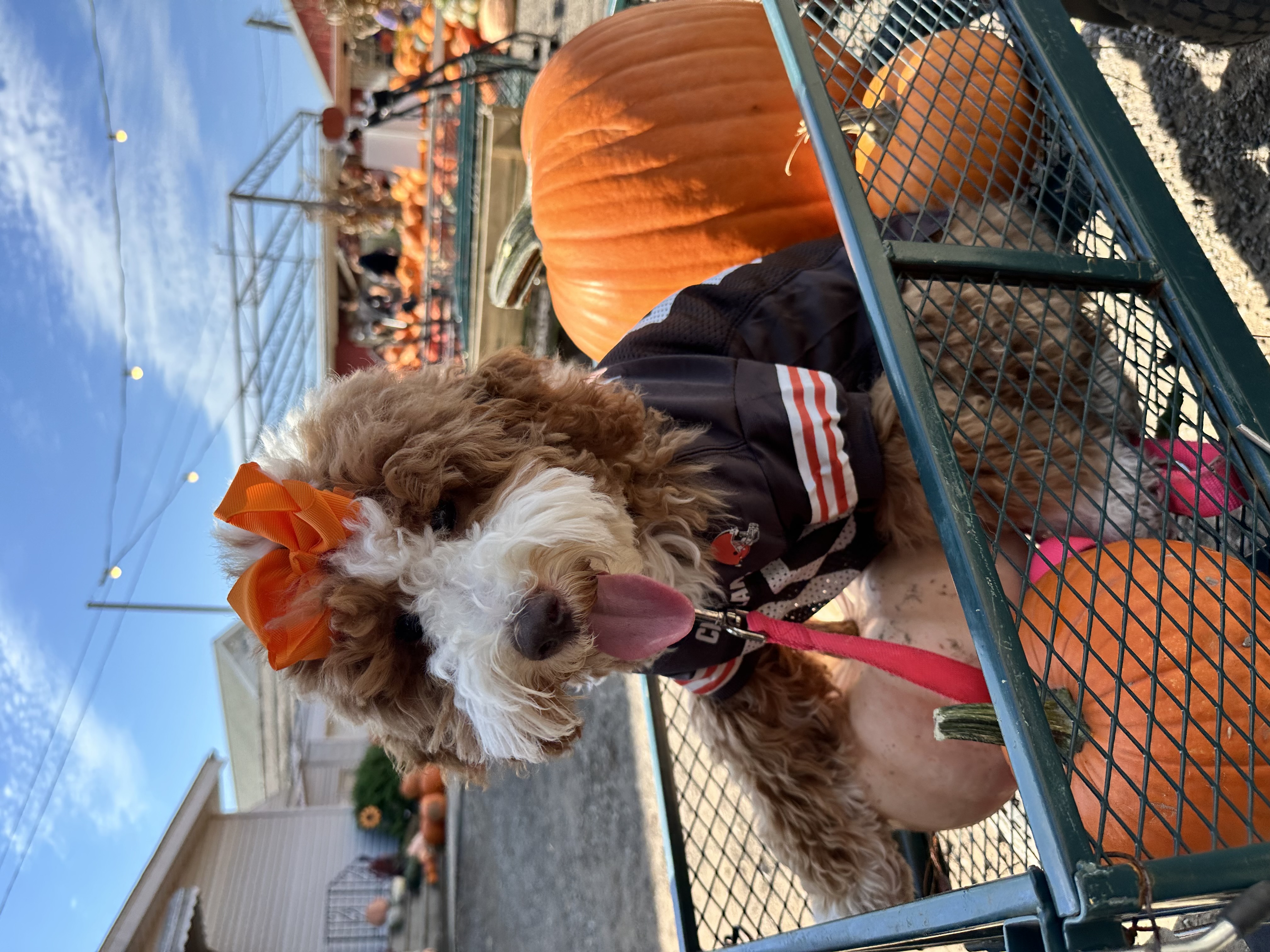 Red Goldendoodle puppy held in front of a Christmas tree