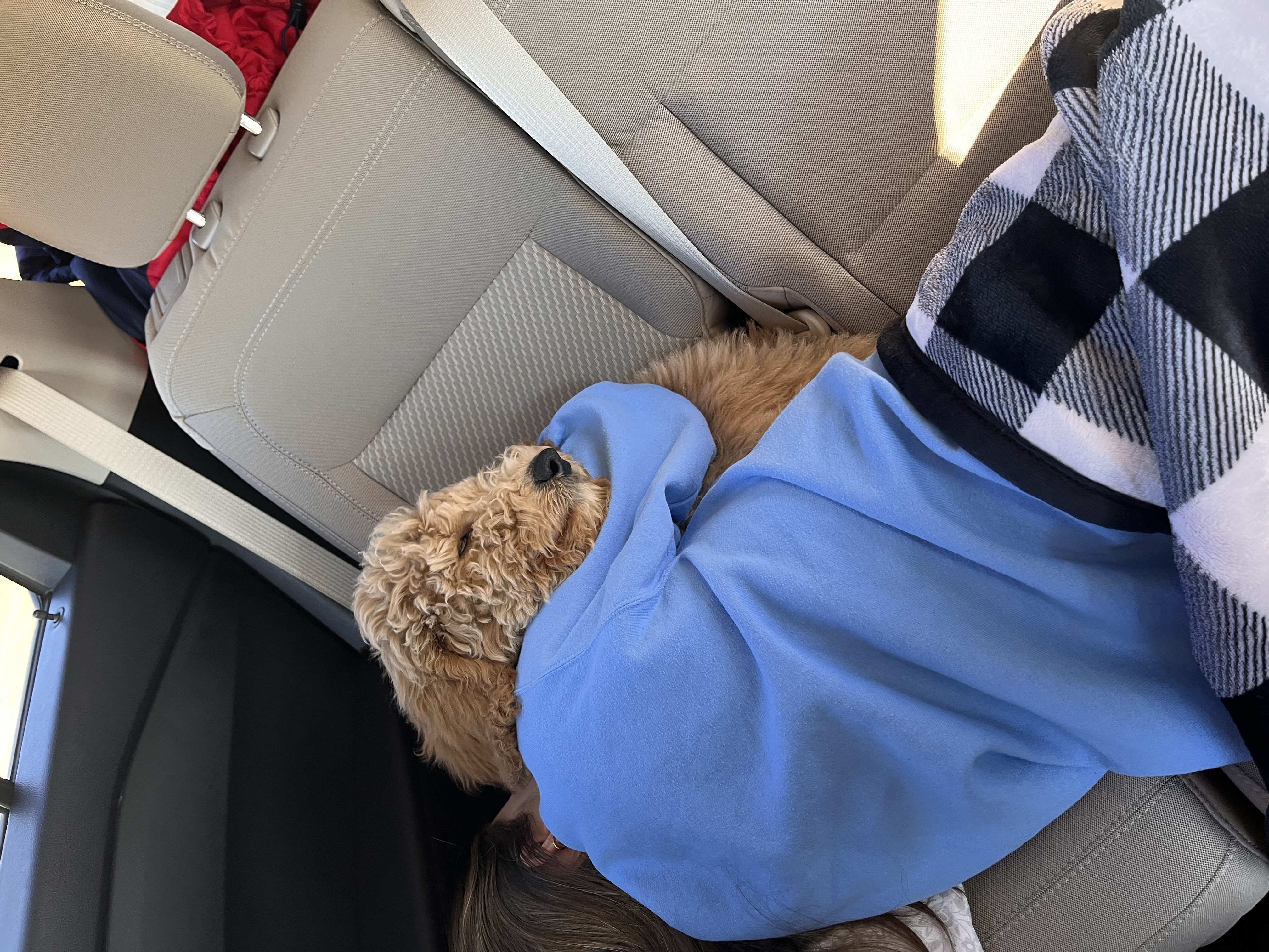 Young couple holding their new red Goldendoodle puppy