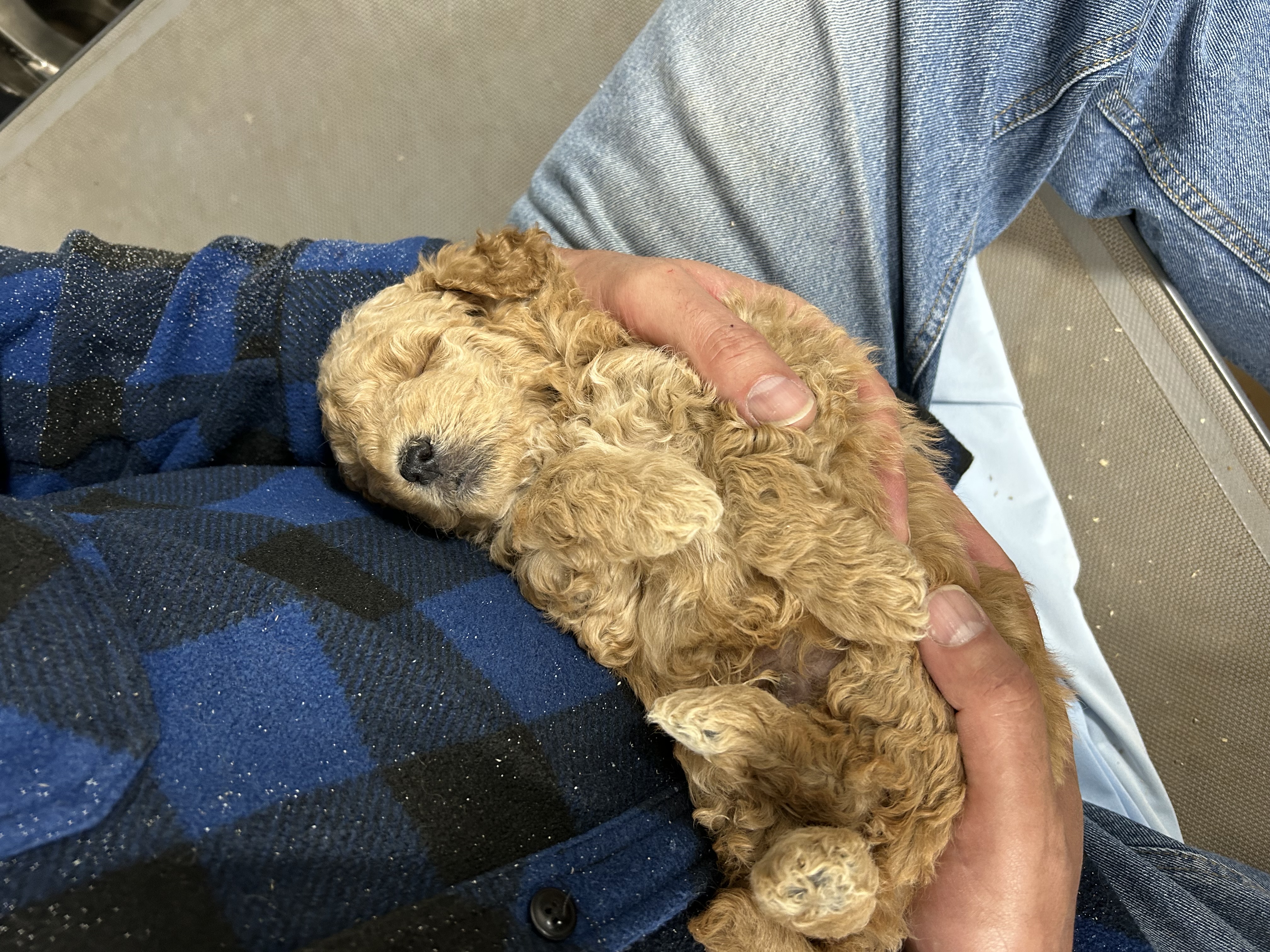 Red and white Goldendoodle puppy resting on a backyard deck