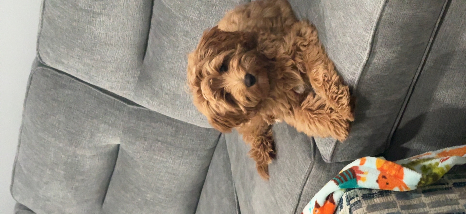 Red Goldendoodle puppy relaxing on a grey sofa