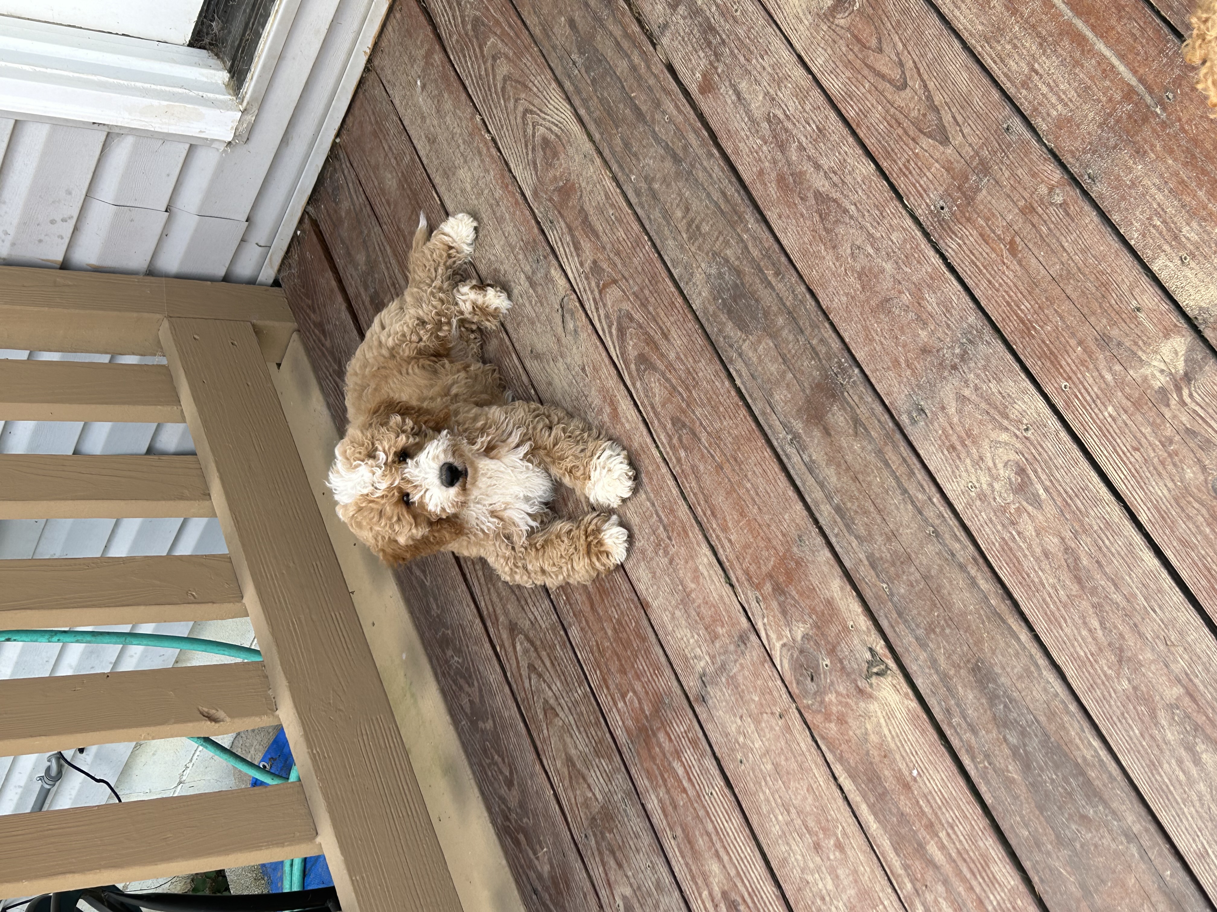 Freshly groomed red Goldendoodle with its tongue out