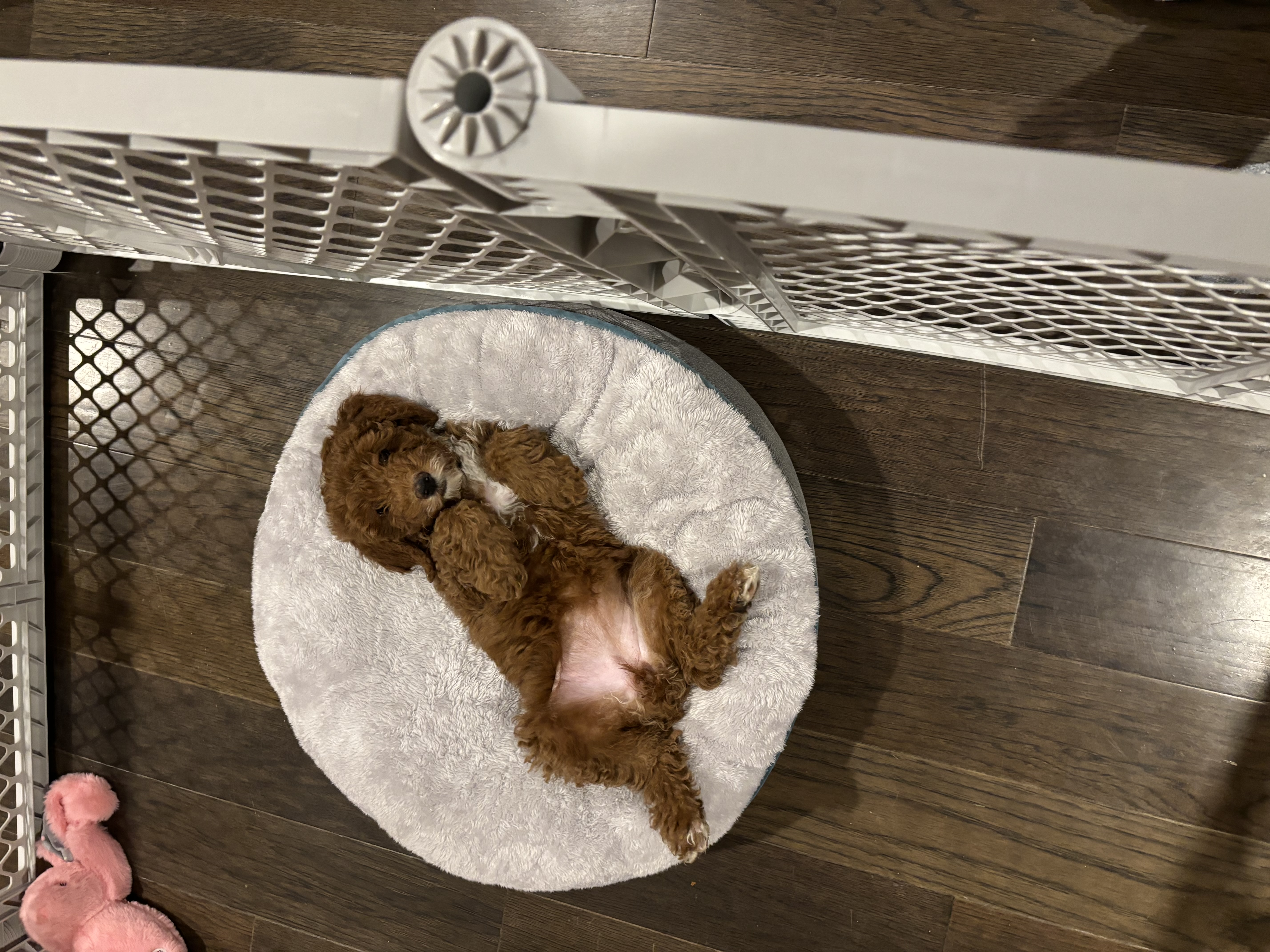 Red Goldendoodle puppy held up with a white chest blaze