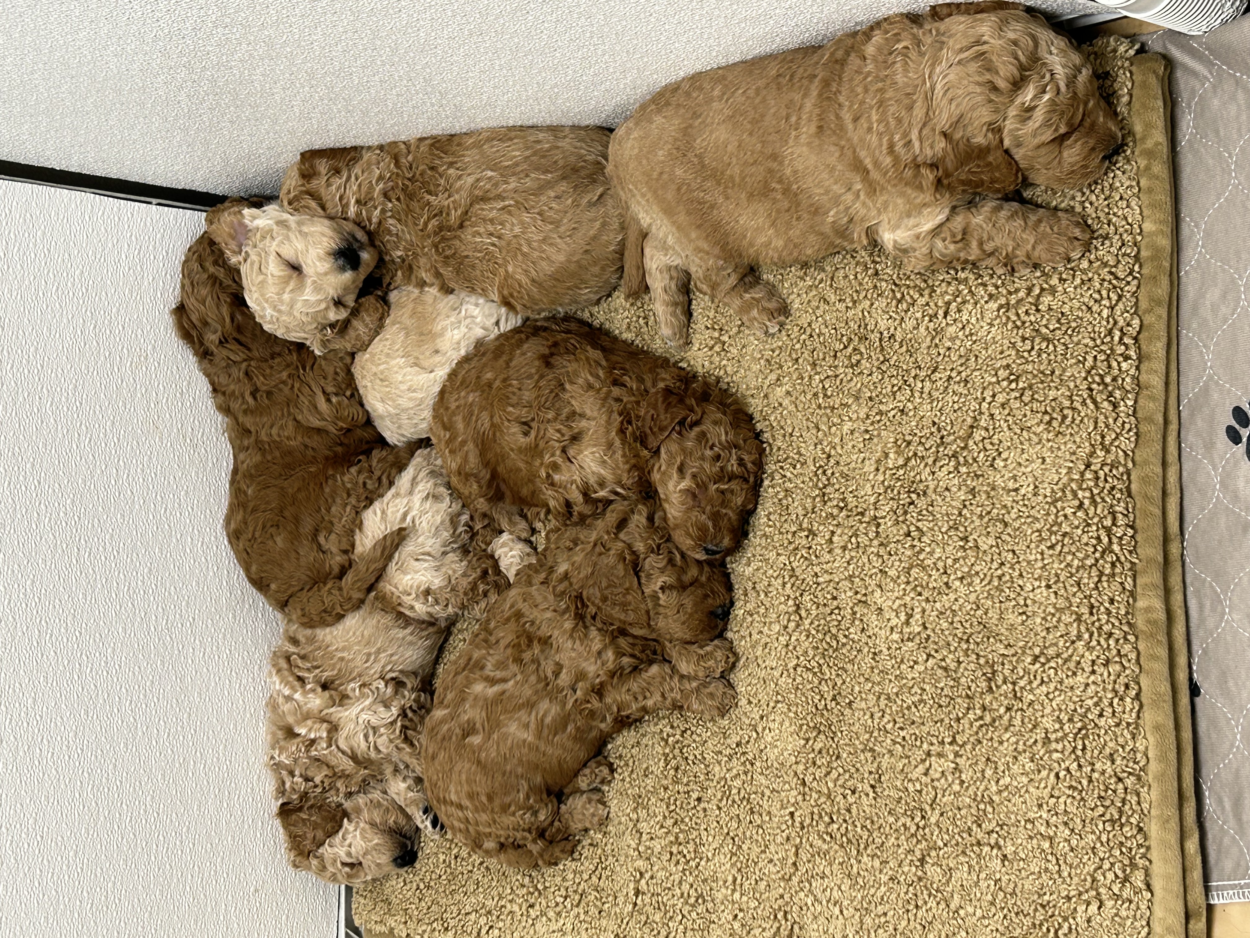 Red Goldendoodle puppy holding a plush toy in its mouth