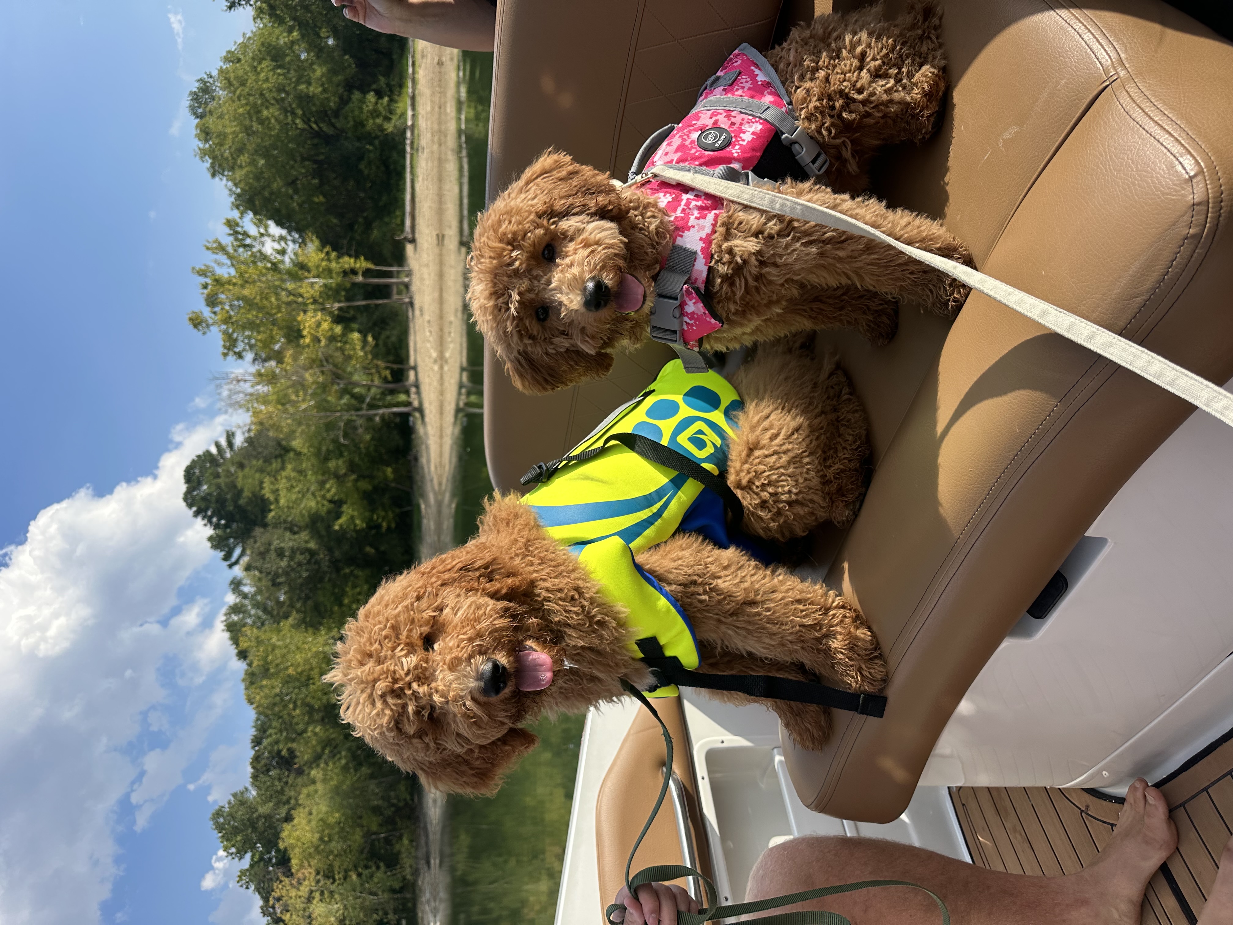 Red and white Goldendoodle in a Browns jersey at the pumpkin patch
