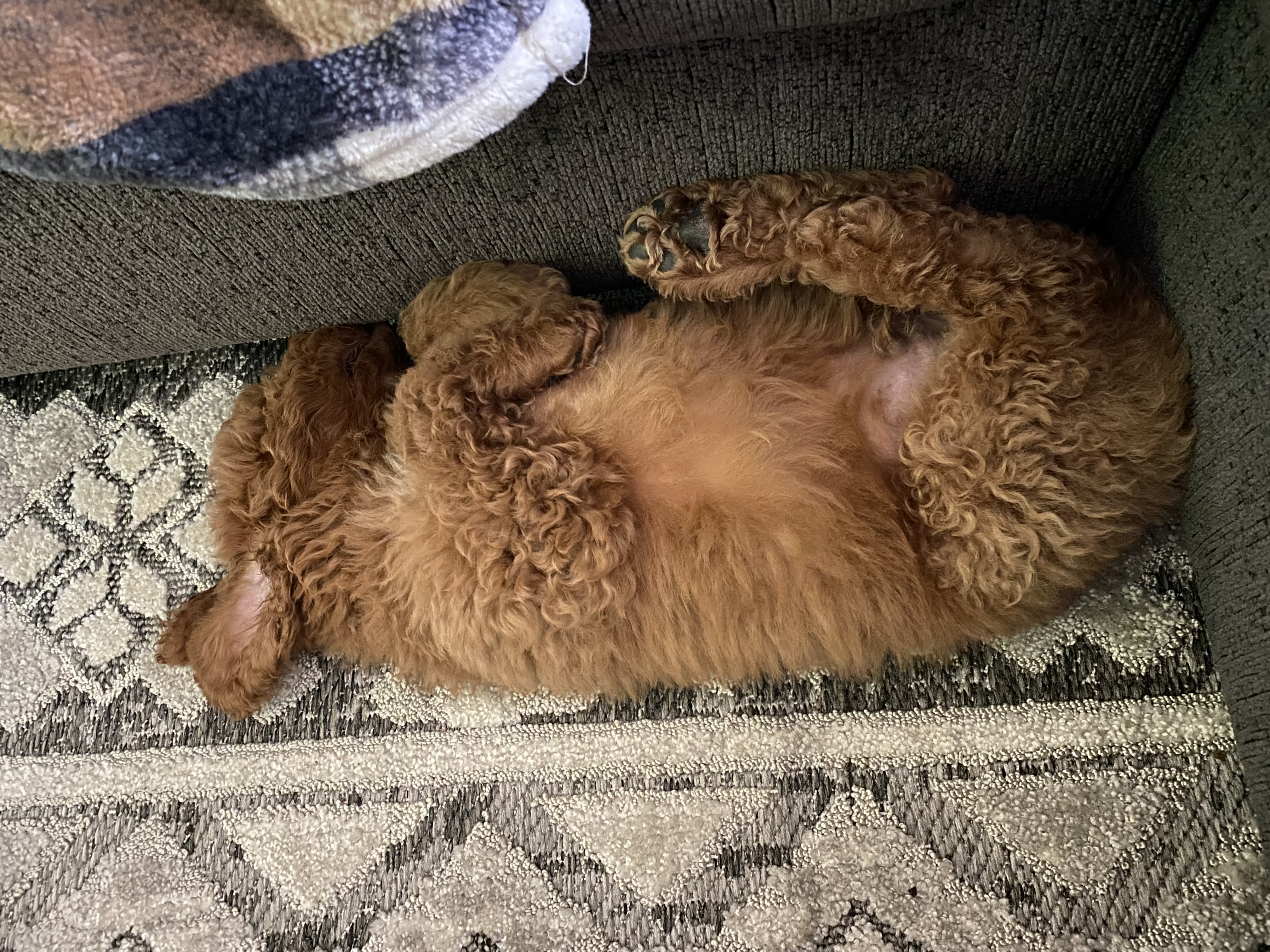 Red and white Goldendoodle wearing reindeer antlers for Christmas