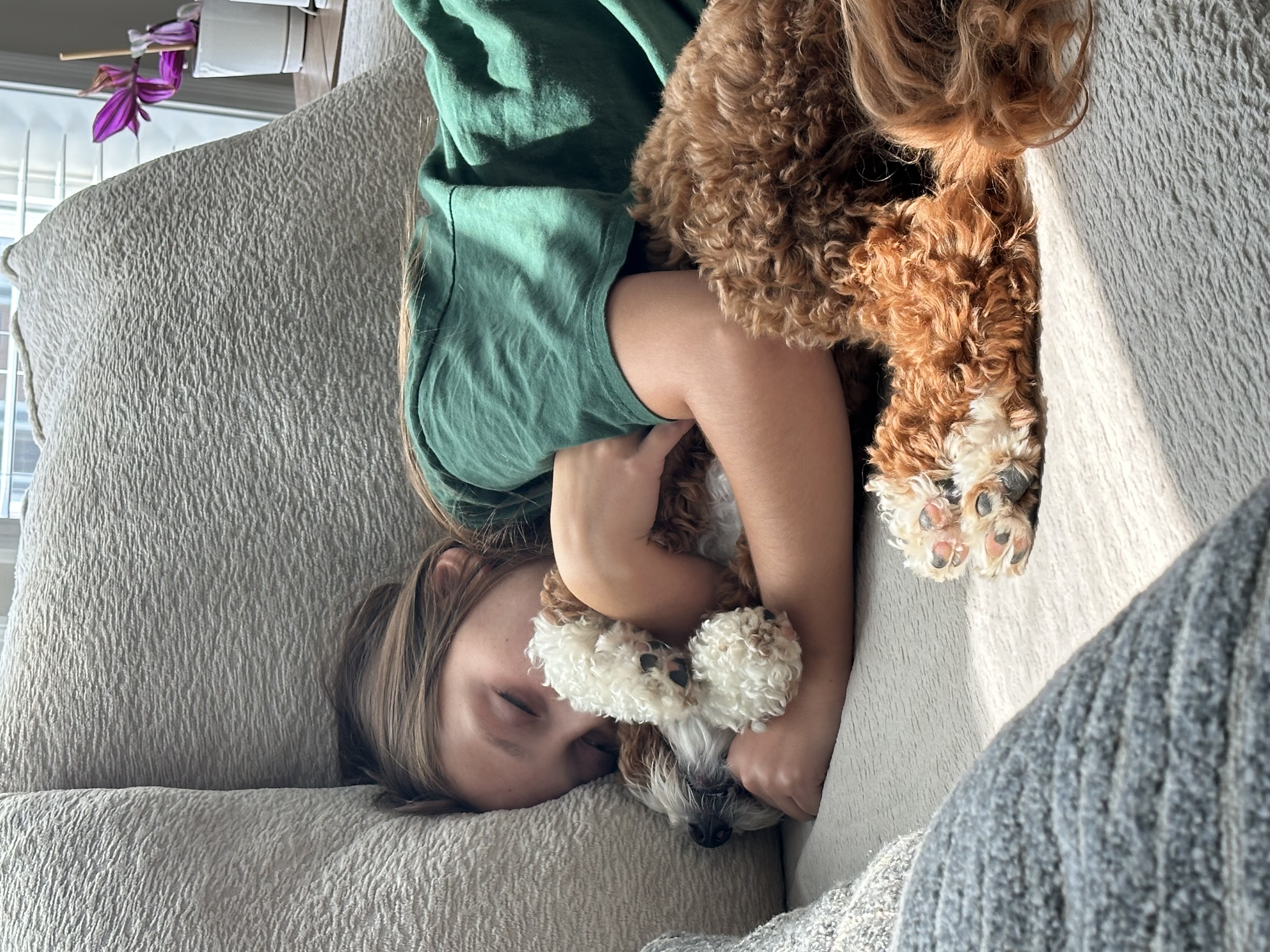 Red and white Goldendoodle puppy lounging on a living room rug