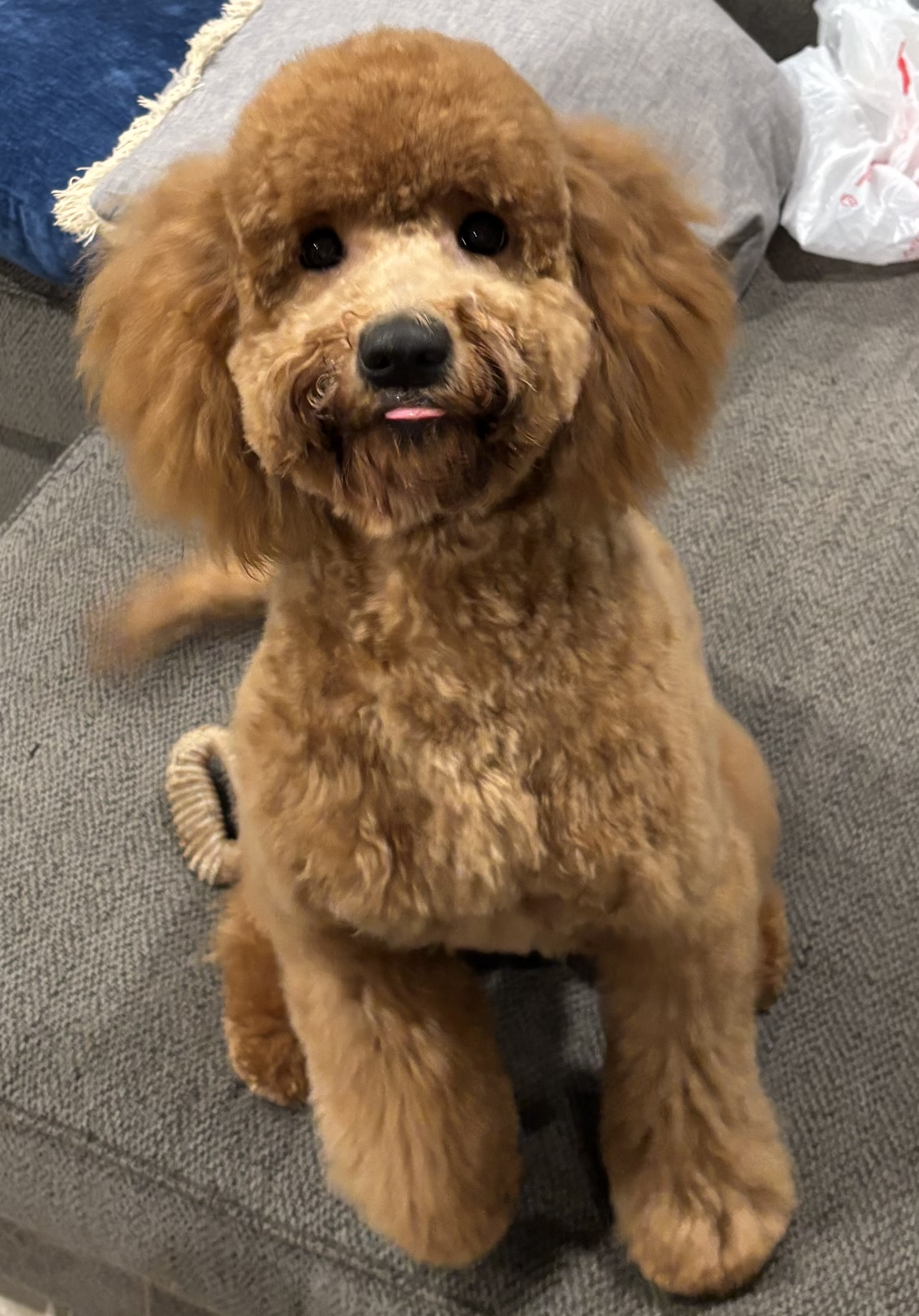 Sleepy red Goldendoodle puppy being cuddled in someone's arms