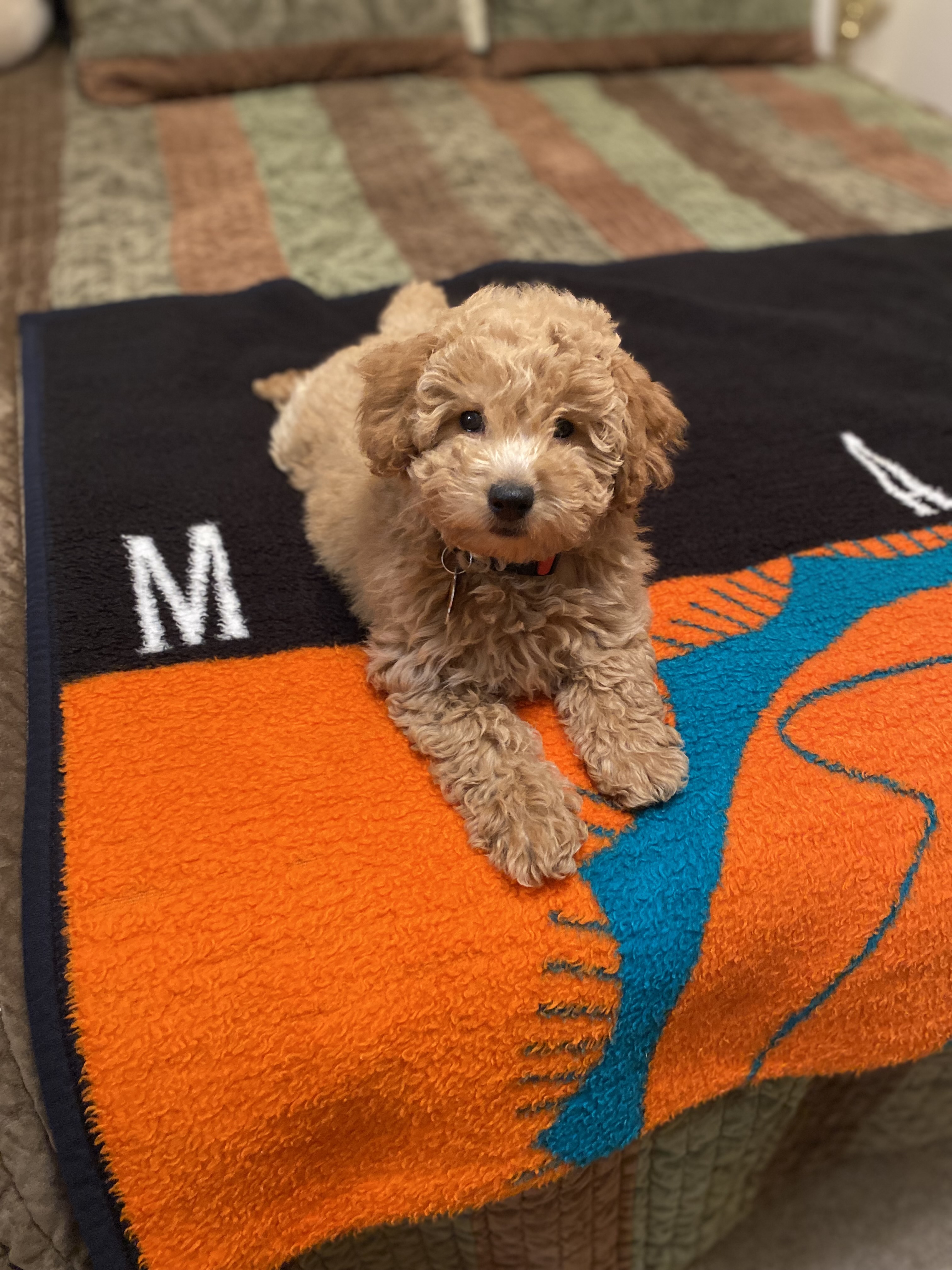 Apricot Goldendoodle posing on a brick street with family behind