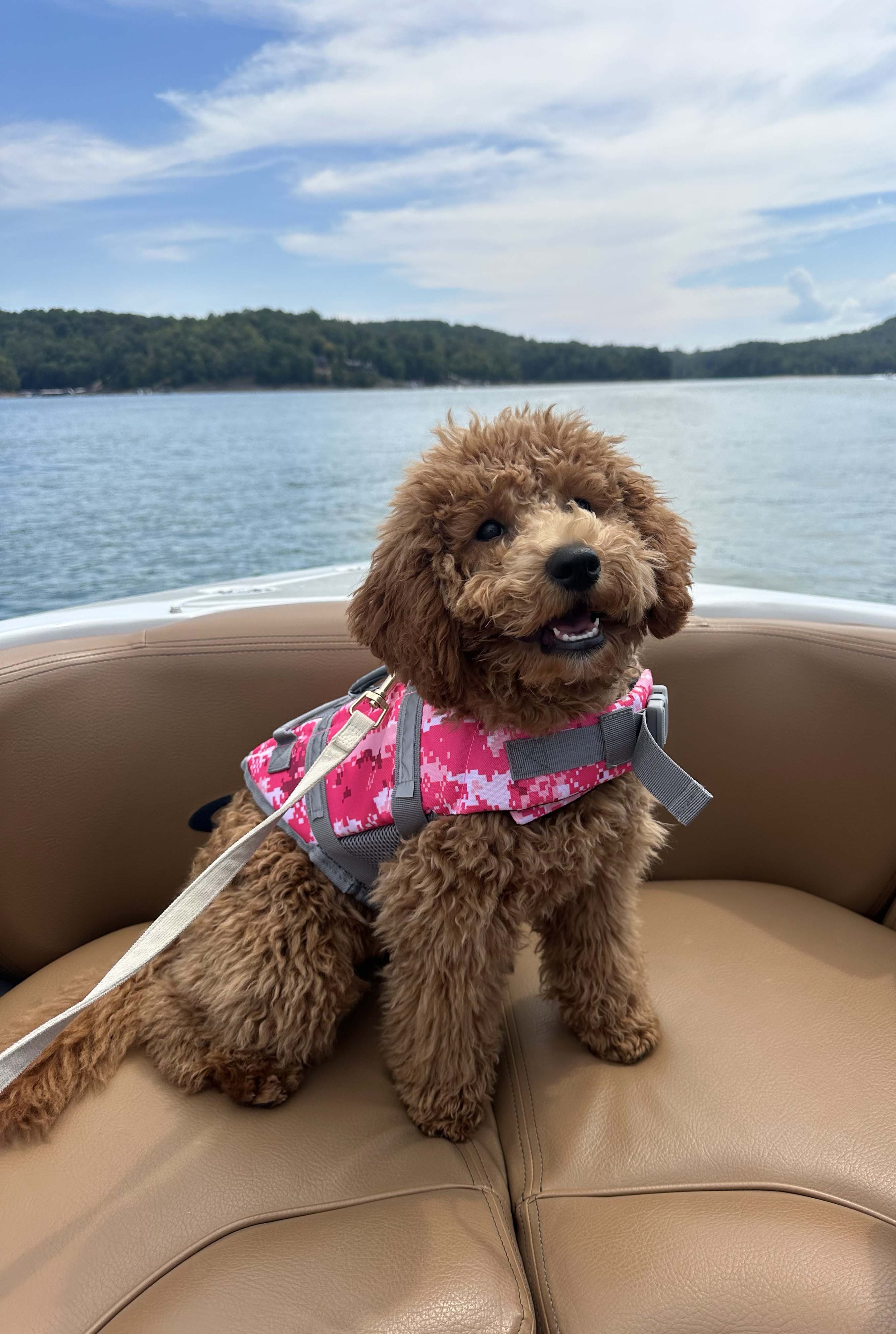 Happy red mini Goldendoodle puppy enjoying a boat ride