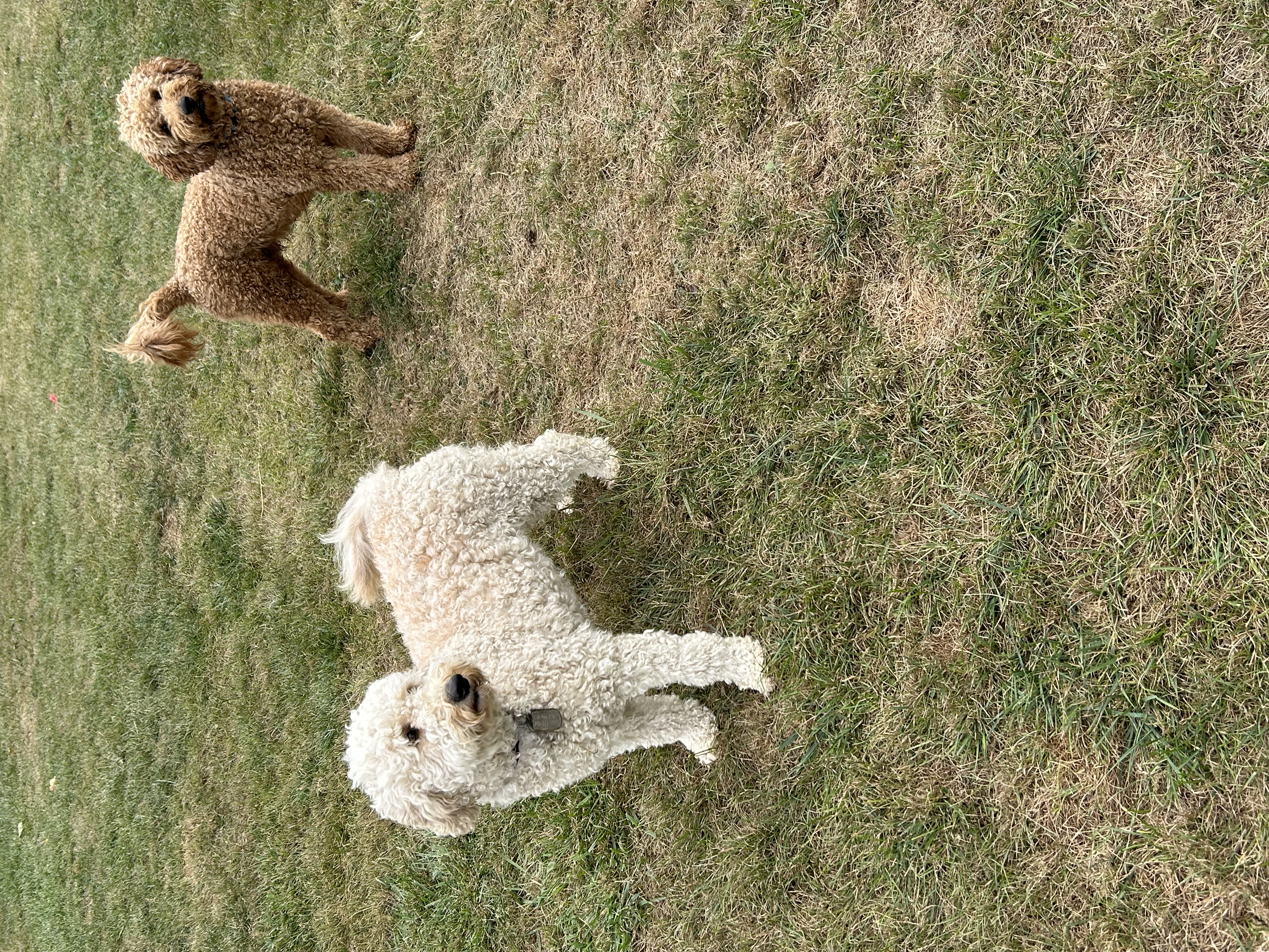 Ellie Mae and Teddy, parent Goldendoodles, together in Ohio