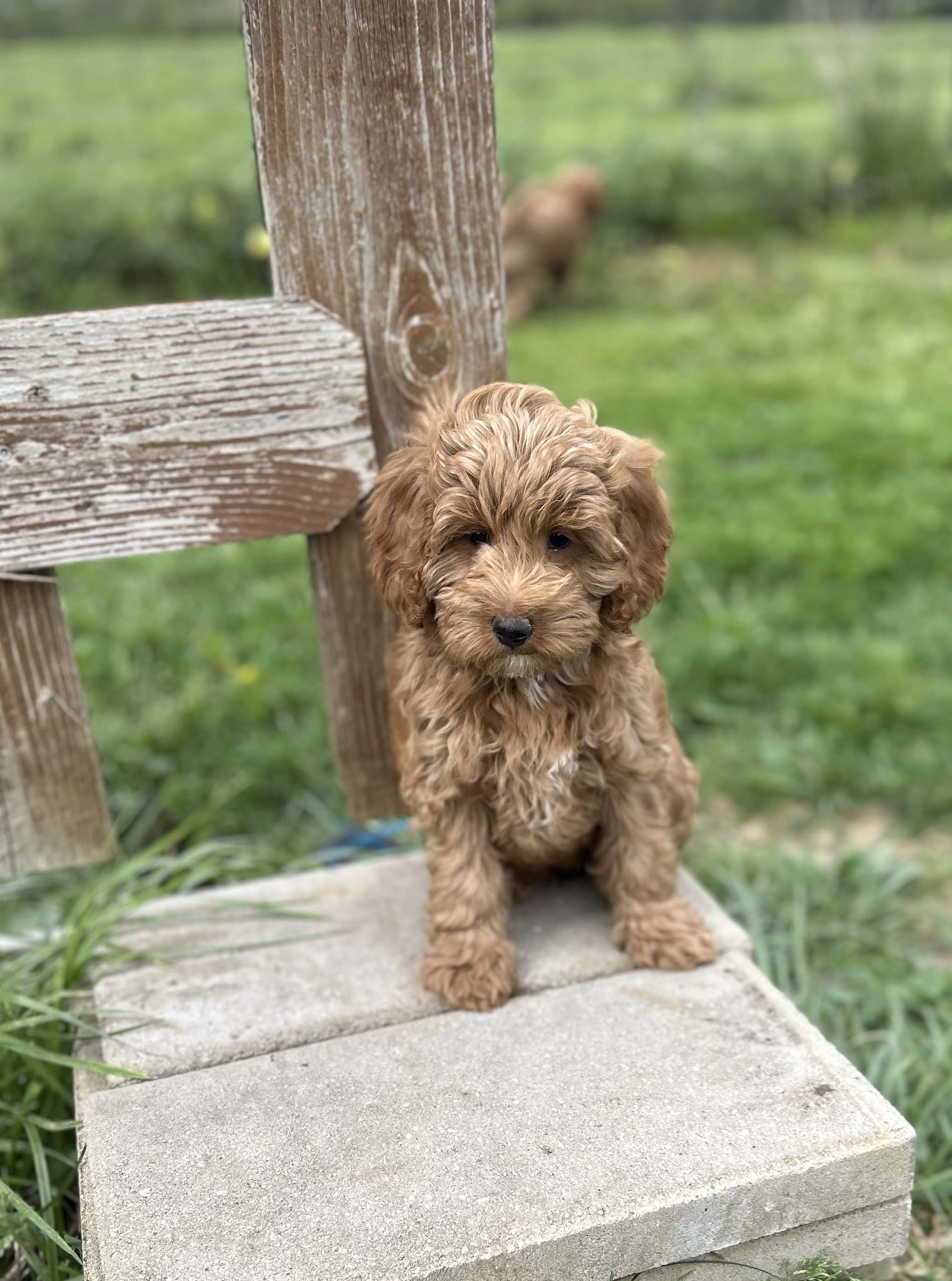 Red petite Goldendoodle puppy sitting outdoors in Ohio