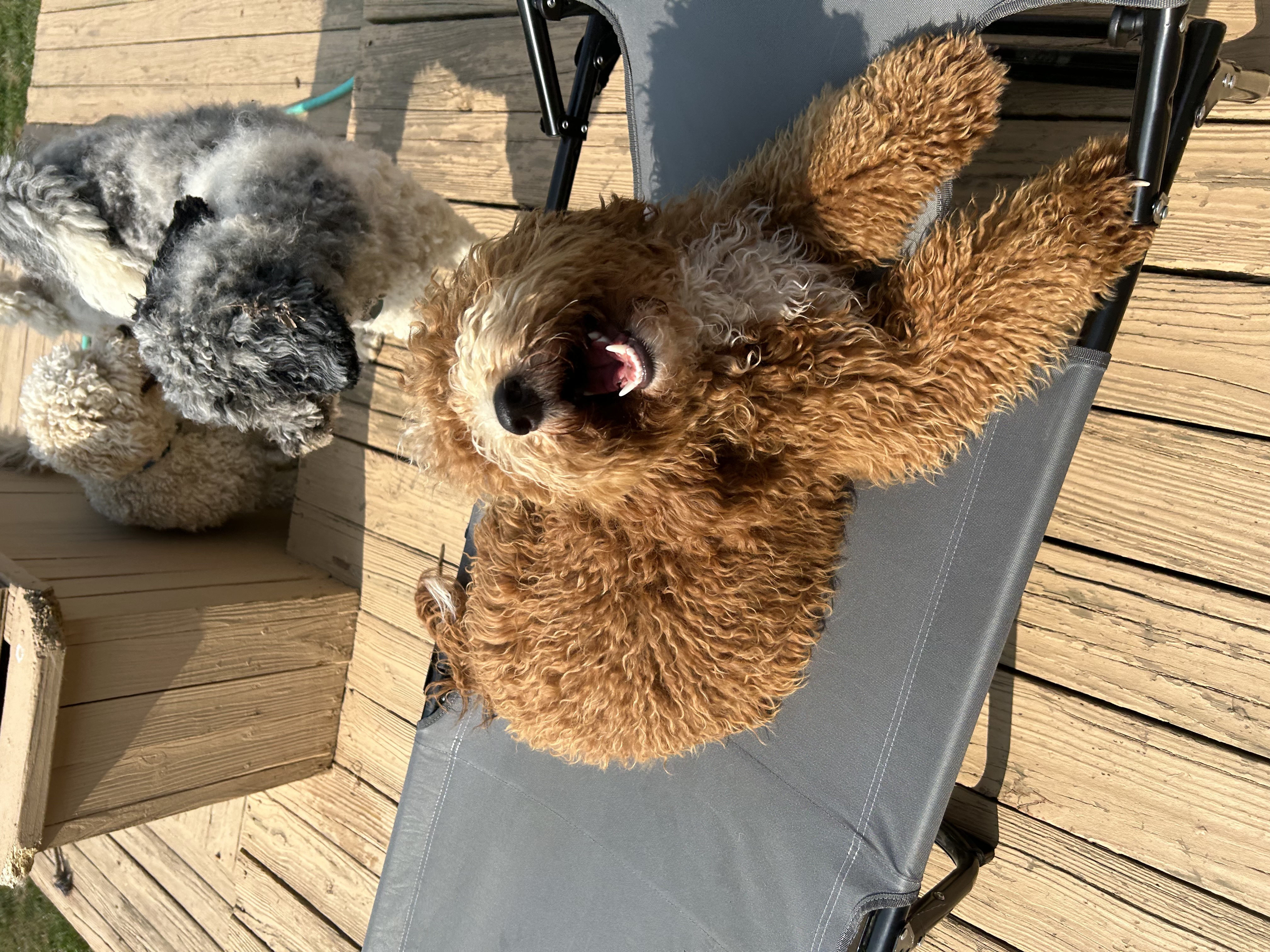 Koda lounging happily on a deck cot in the sunshine