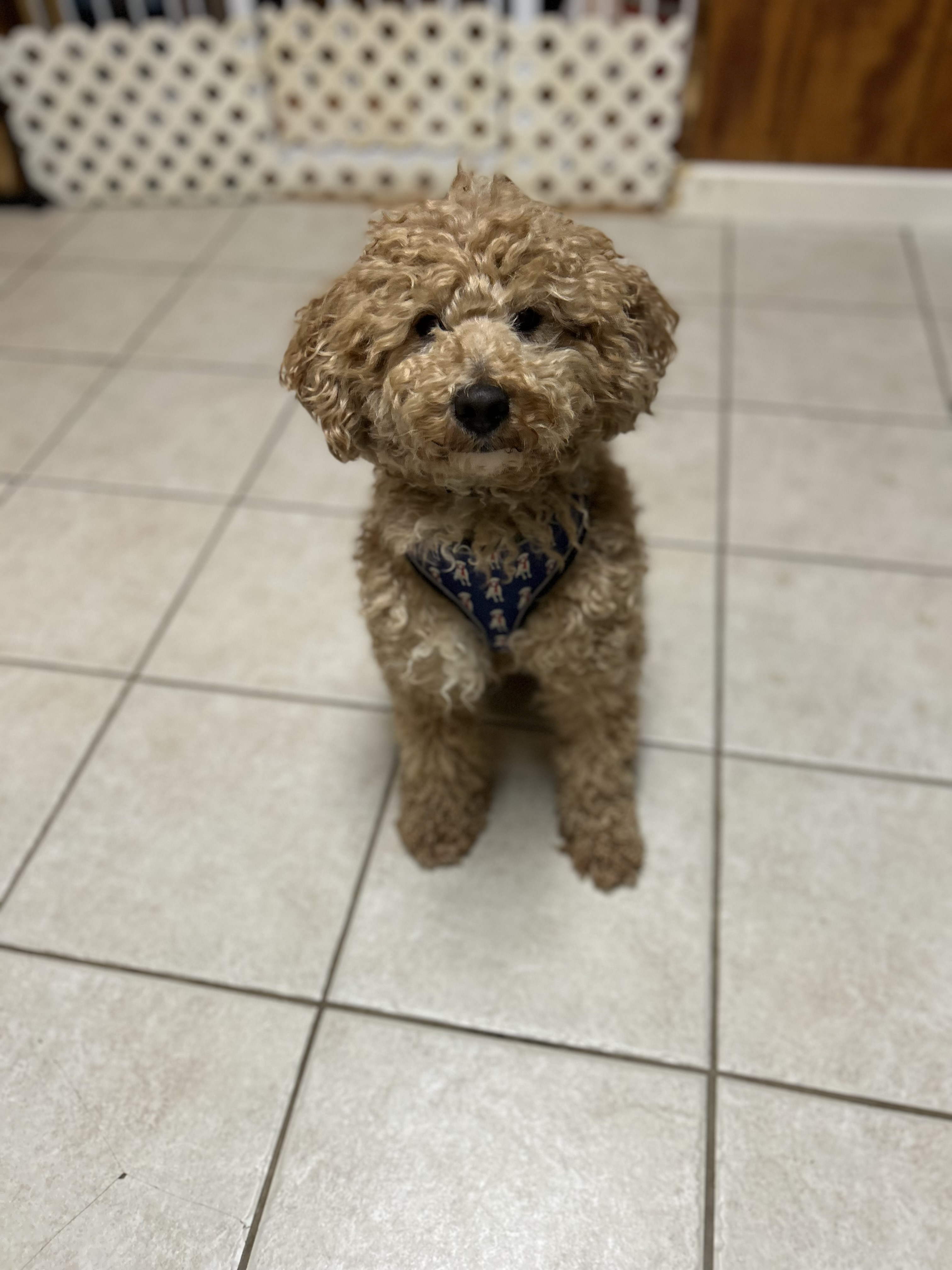 Koda, petite red tuxedo Goldendoodle, sitting pretty in his bandana