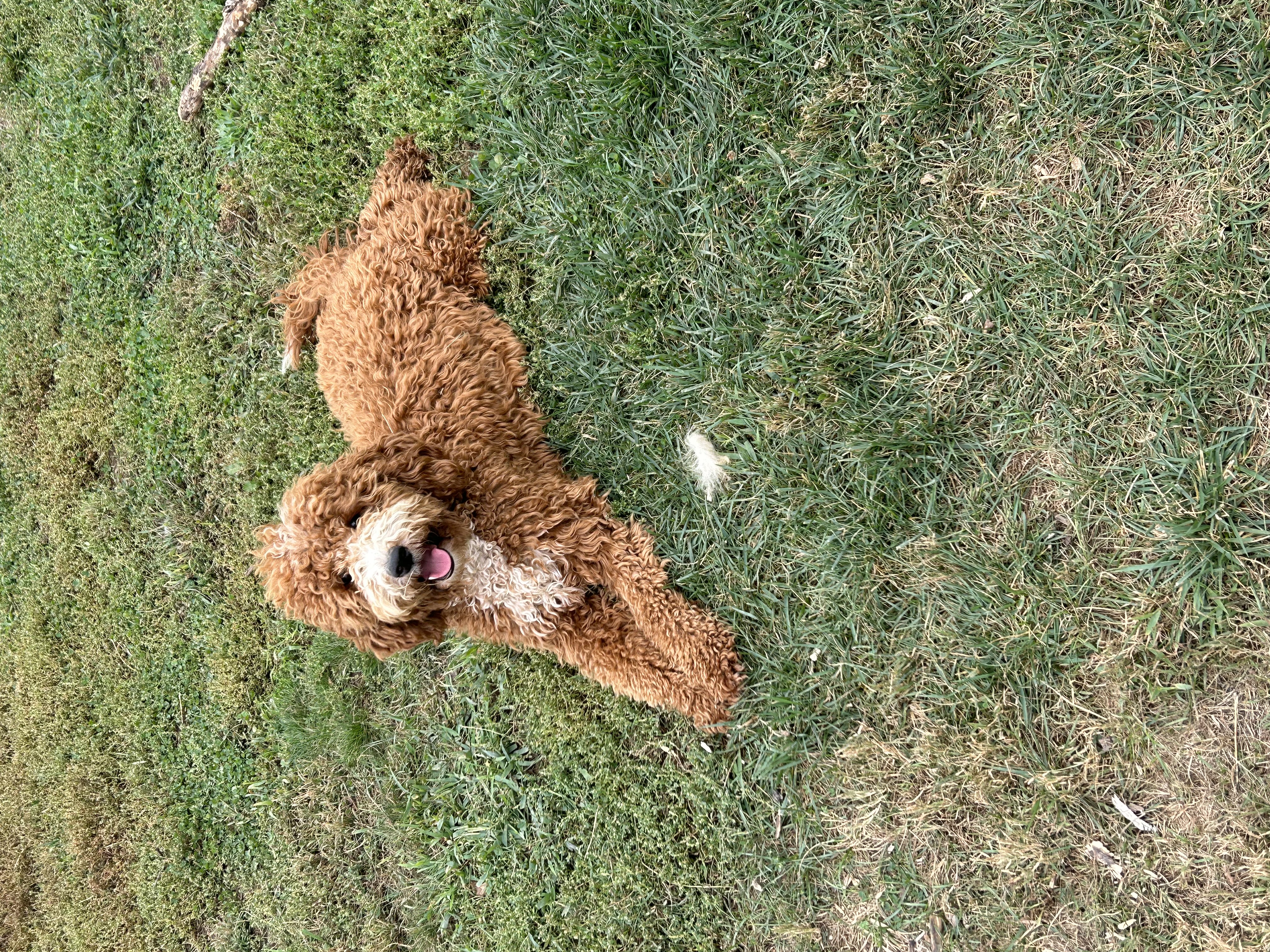 Red Goldendoodle lounging in the sun in Ohio