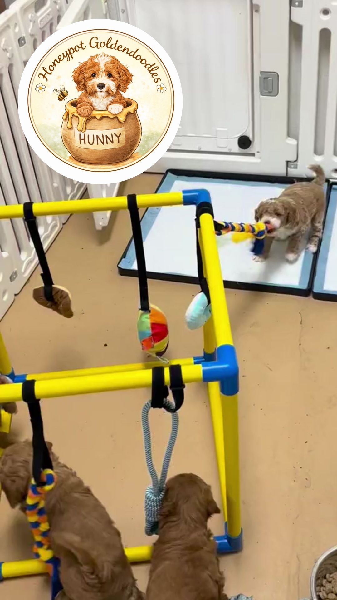 Goldendoodle puppies playing with enrichment toys in the Honeypot nursery