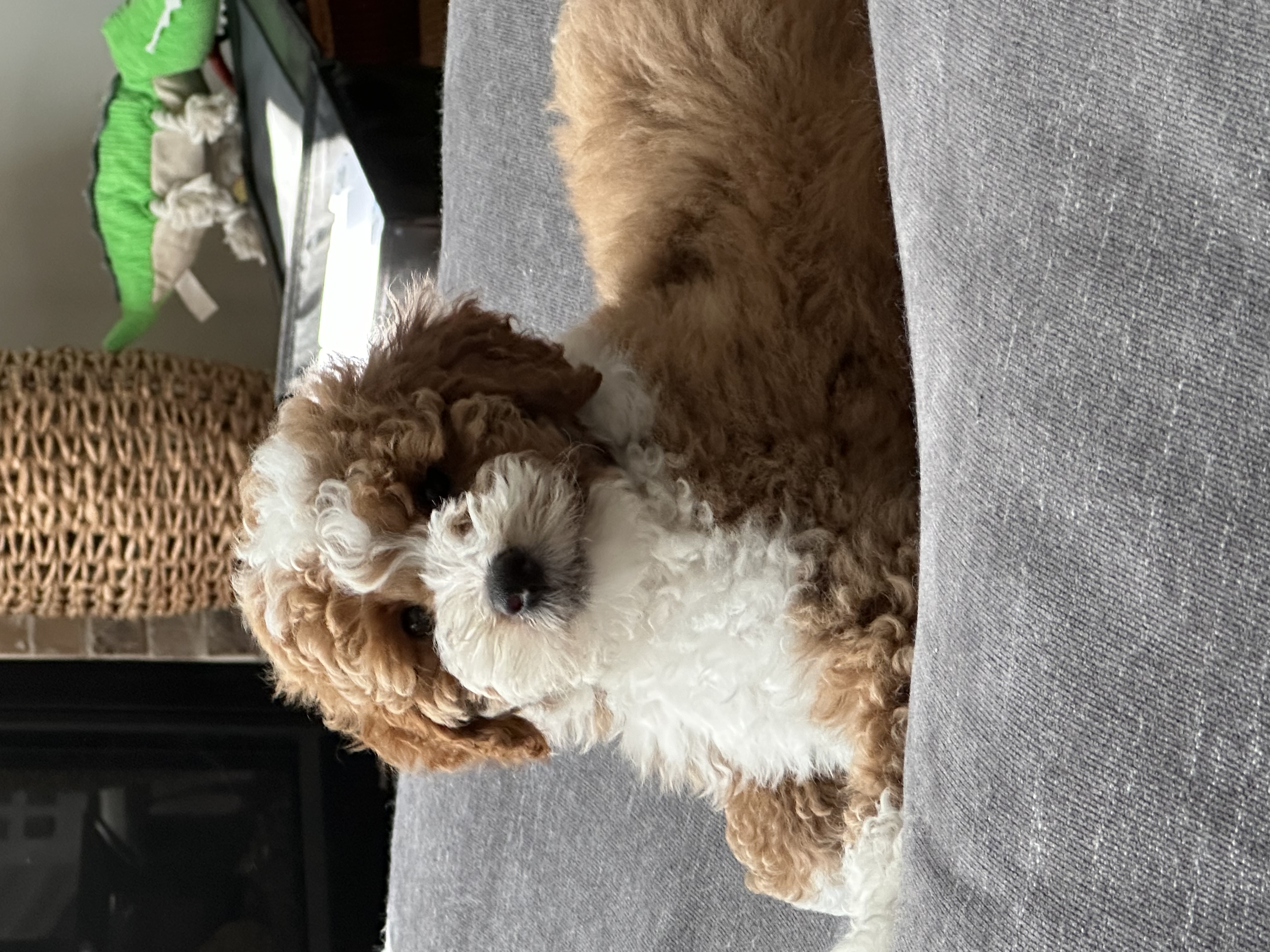 Red and white tuxedo Goldendoodle puppy relaxing on a couch in Ohio