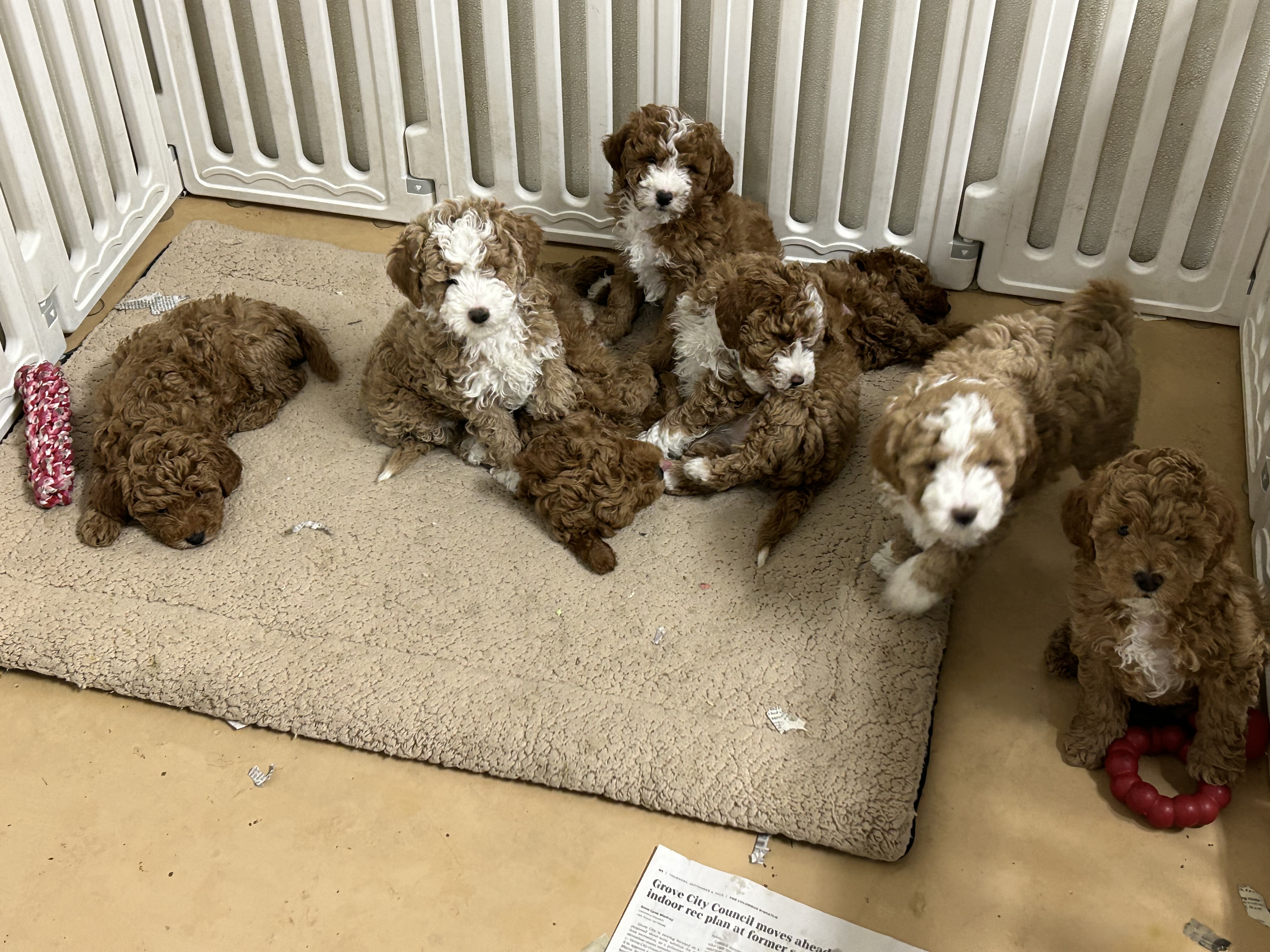 Litter of red Goldendoodle puppies playing together