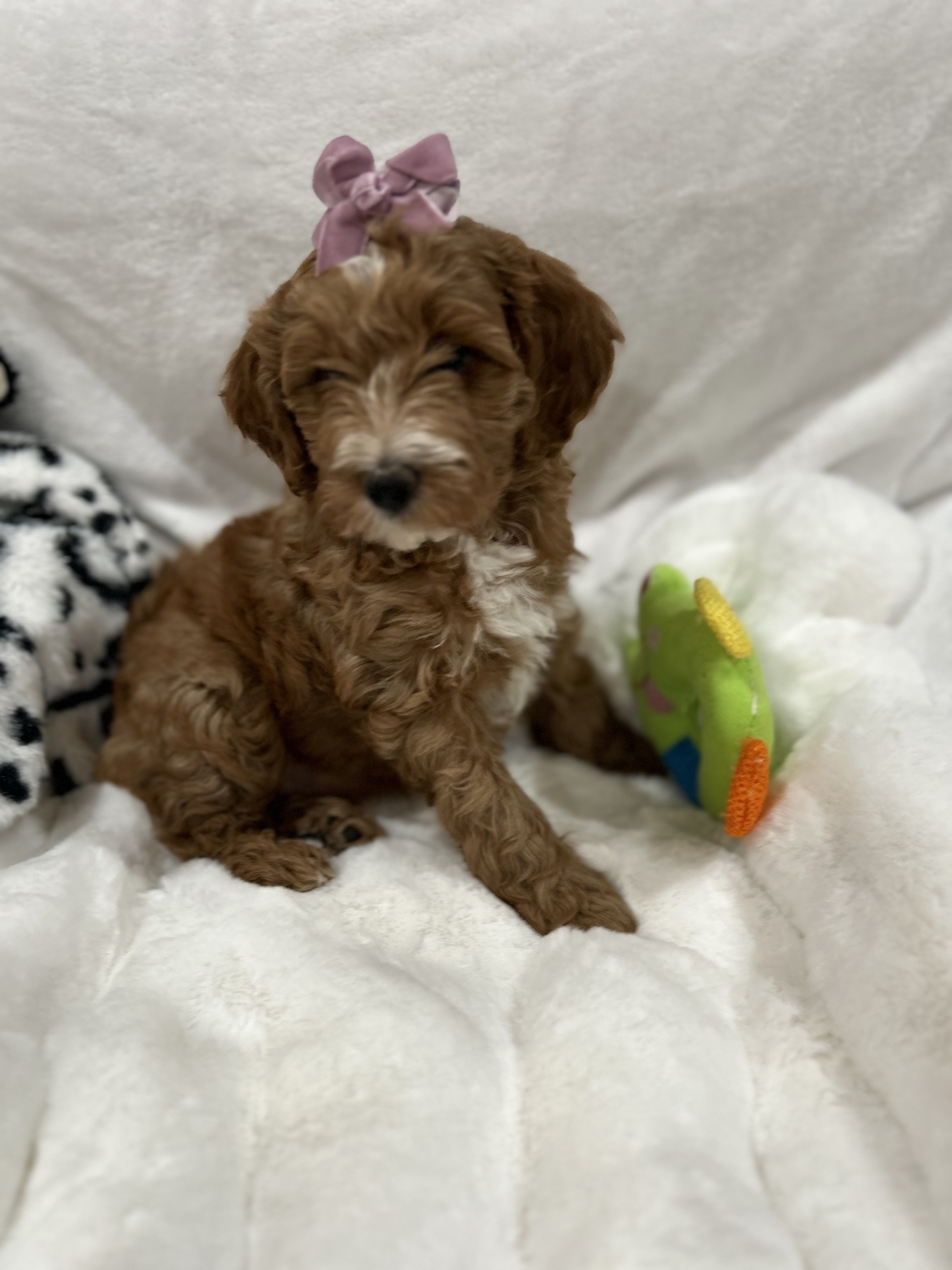 Red Goldendoodle puppy with a pink glitter bow