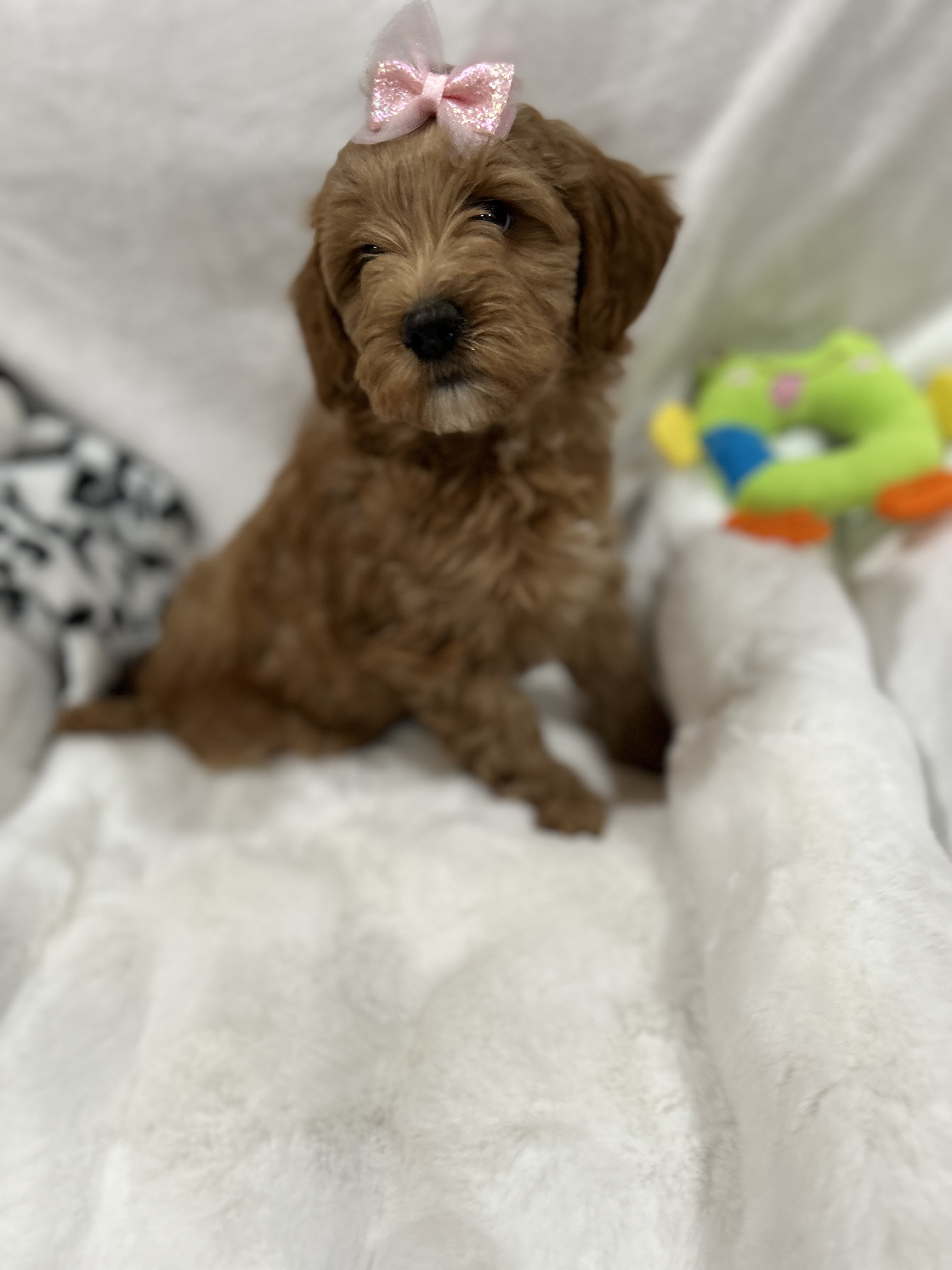 Red Goldendoodle puppy with a purple bow beside plush toys