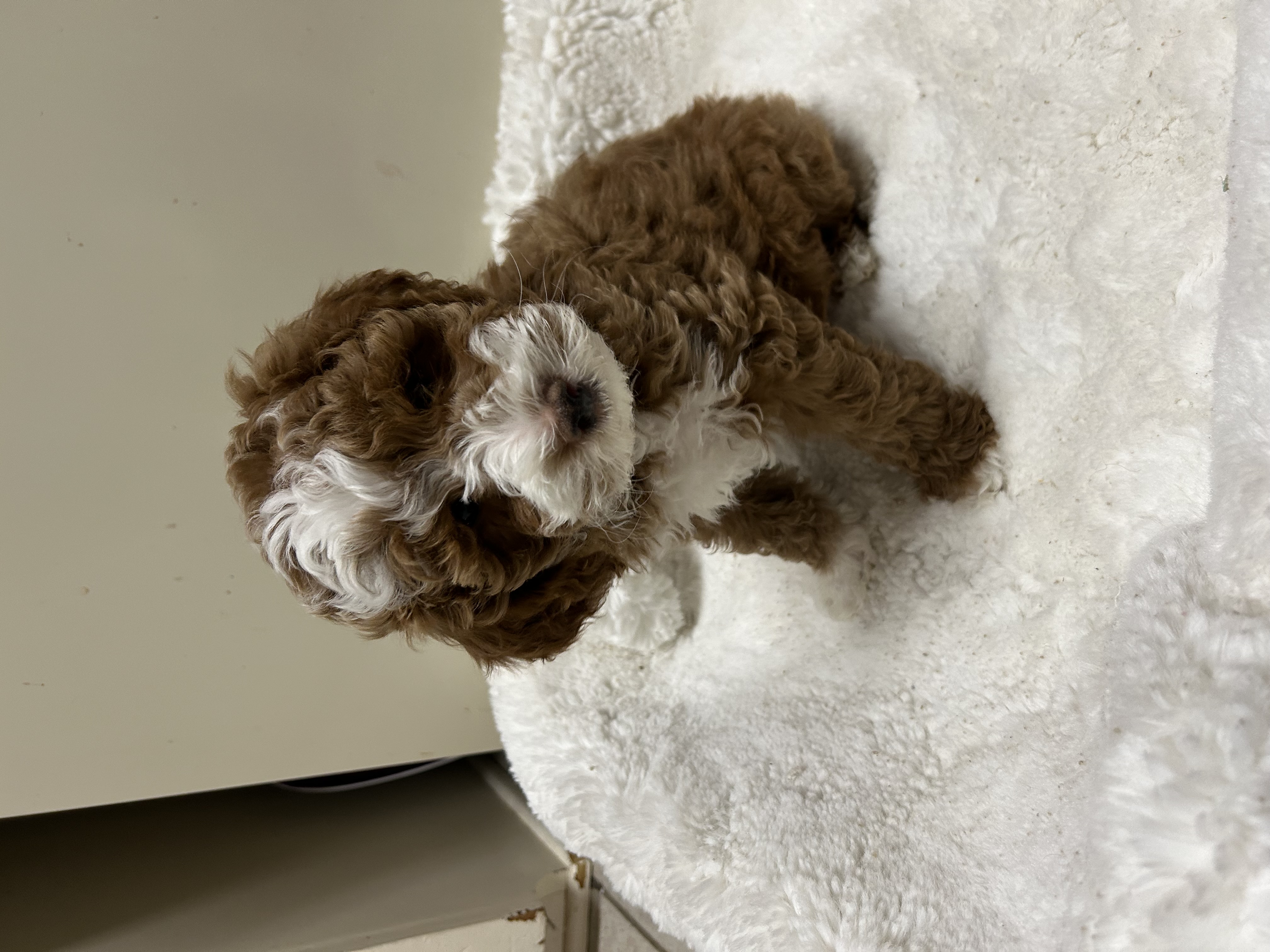 Red tuxedo Goldendoodle puppy with a white blaze