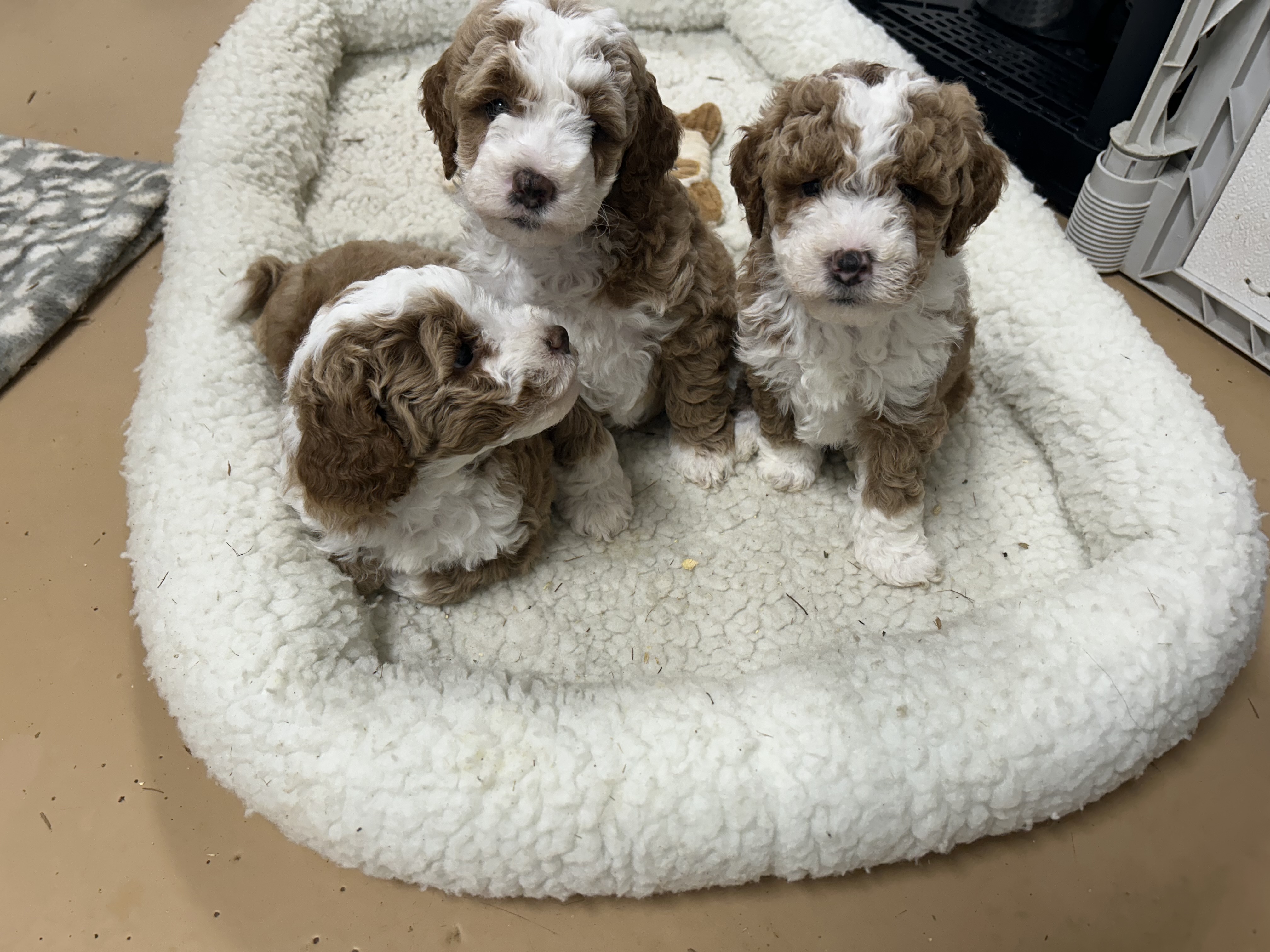 Three red tuxedo Goldendoodle puppies on a fleece bed