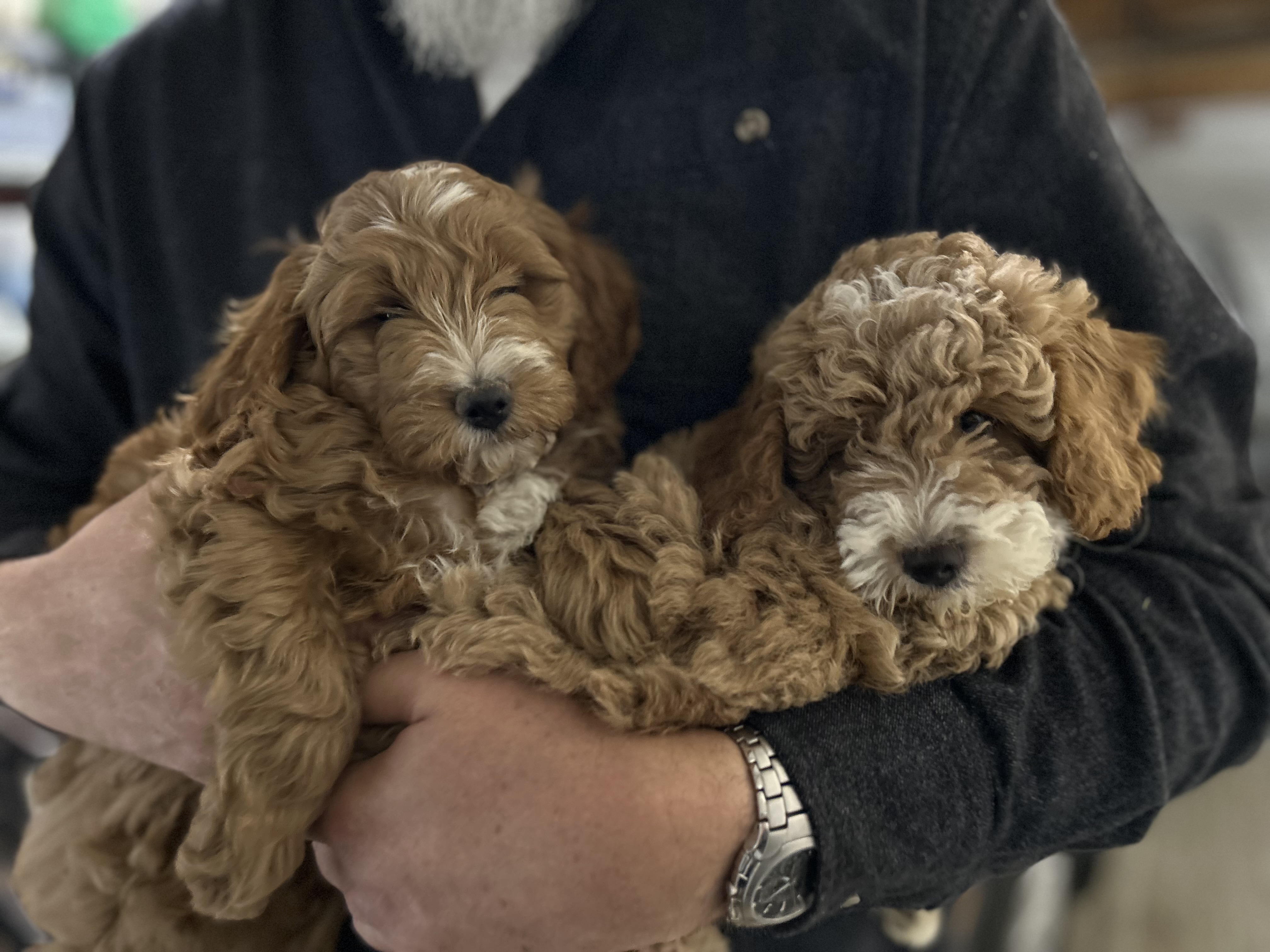 Two red Goldendoodle puppies being held